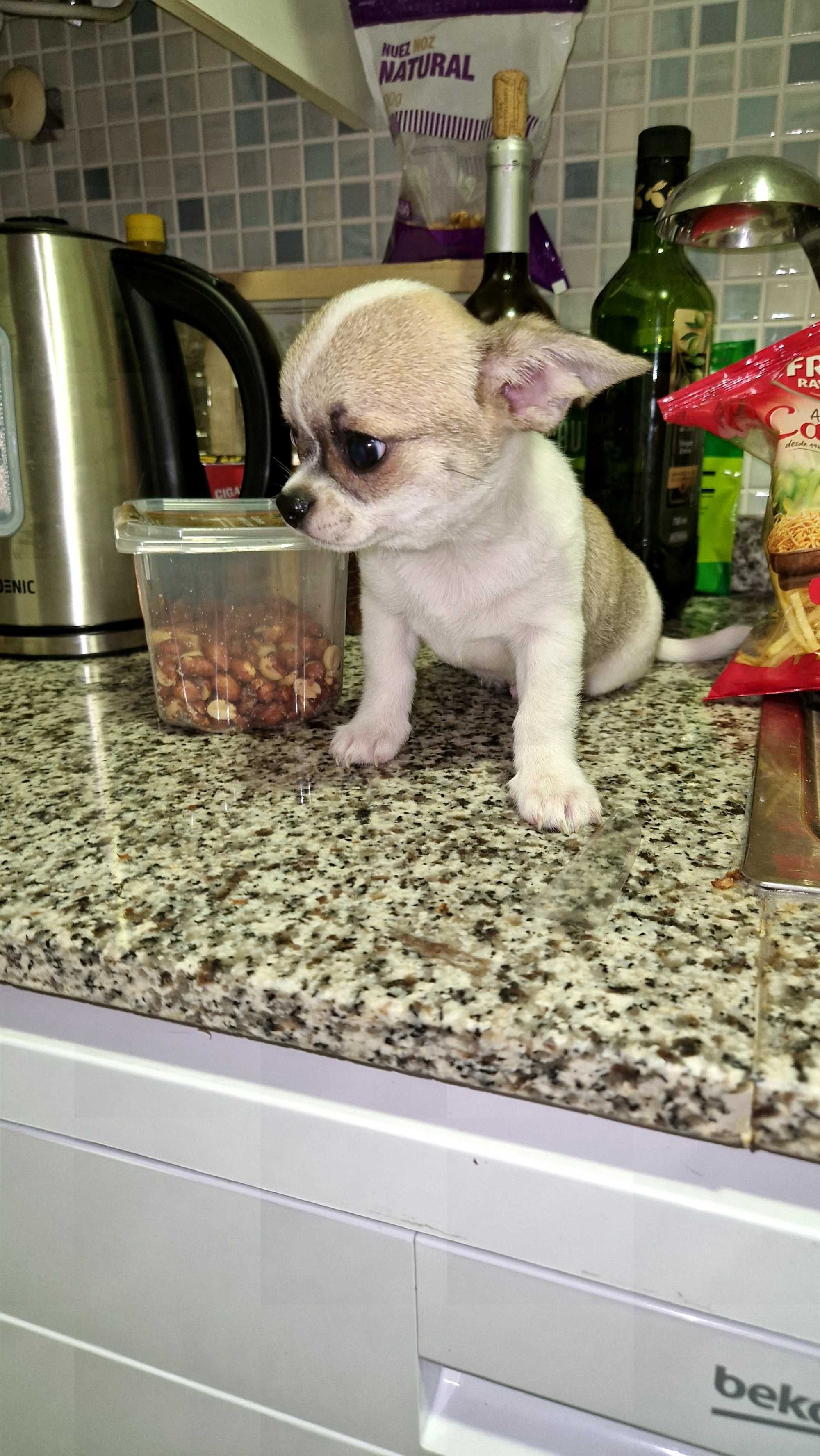 Chihuahua macho cor creme , mini