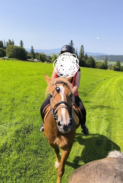 Klacz 3,5r. Pod siodlo i zaprzeg