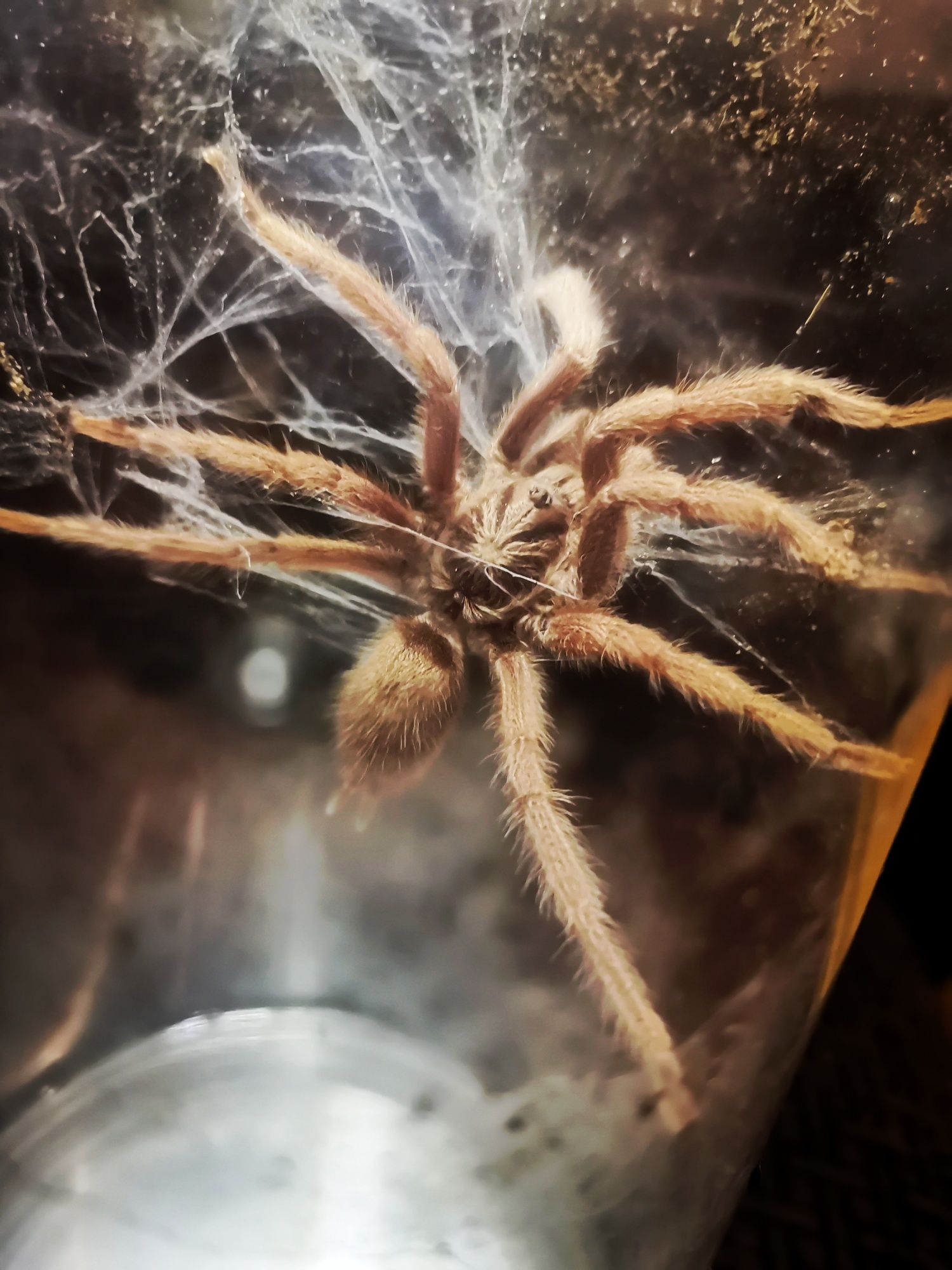 Pojemnik z lokatorem - Samiec pterinochilus murinus usambara