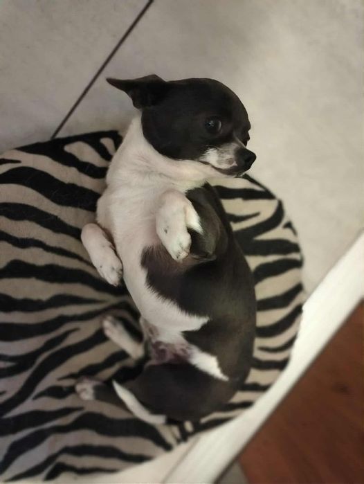 Piesek roczny chihuahua