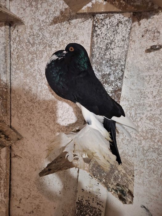 Garłacze Pomorskie Samiec