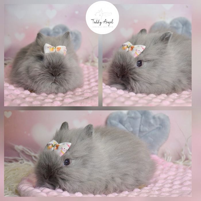 Królik Niebieski /Karzełek Teddy Mini Lop/Hodowla zarejestrowana