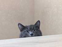 Отдам котиков в хорошие руки