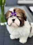 Shih Tzu szczeniaczek  ZkwP FCI
