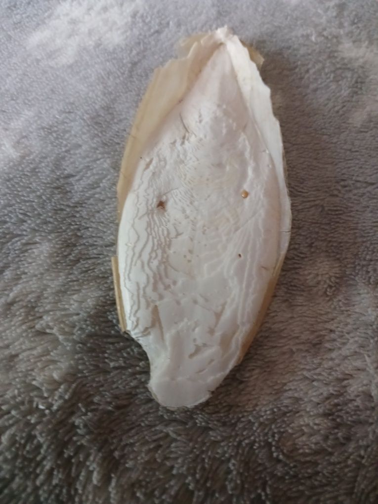 Продам сепию для птиц.
