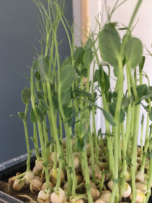 Микро зелень гороха