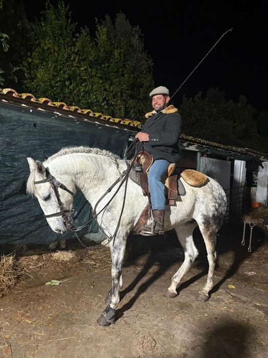 Para venda égua com 7 anos