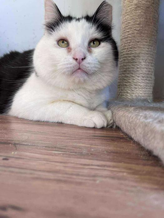 Puszysty i okrąglutki PIOTRUŚ czeka na domek :)