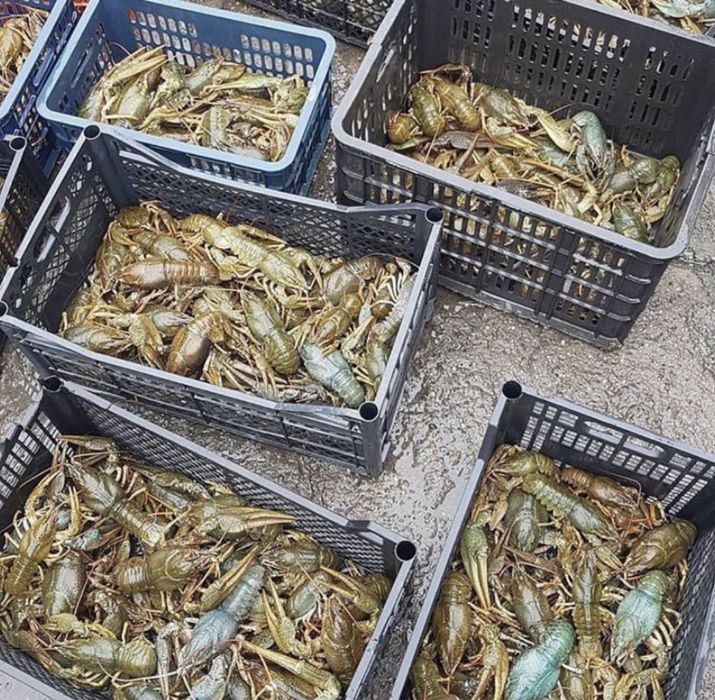 Рак свежий варений живой