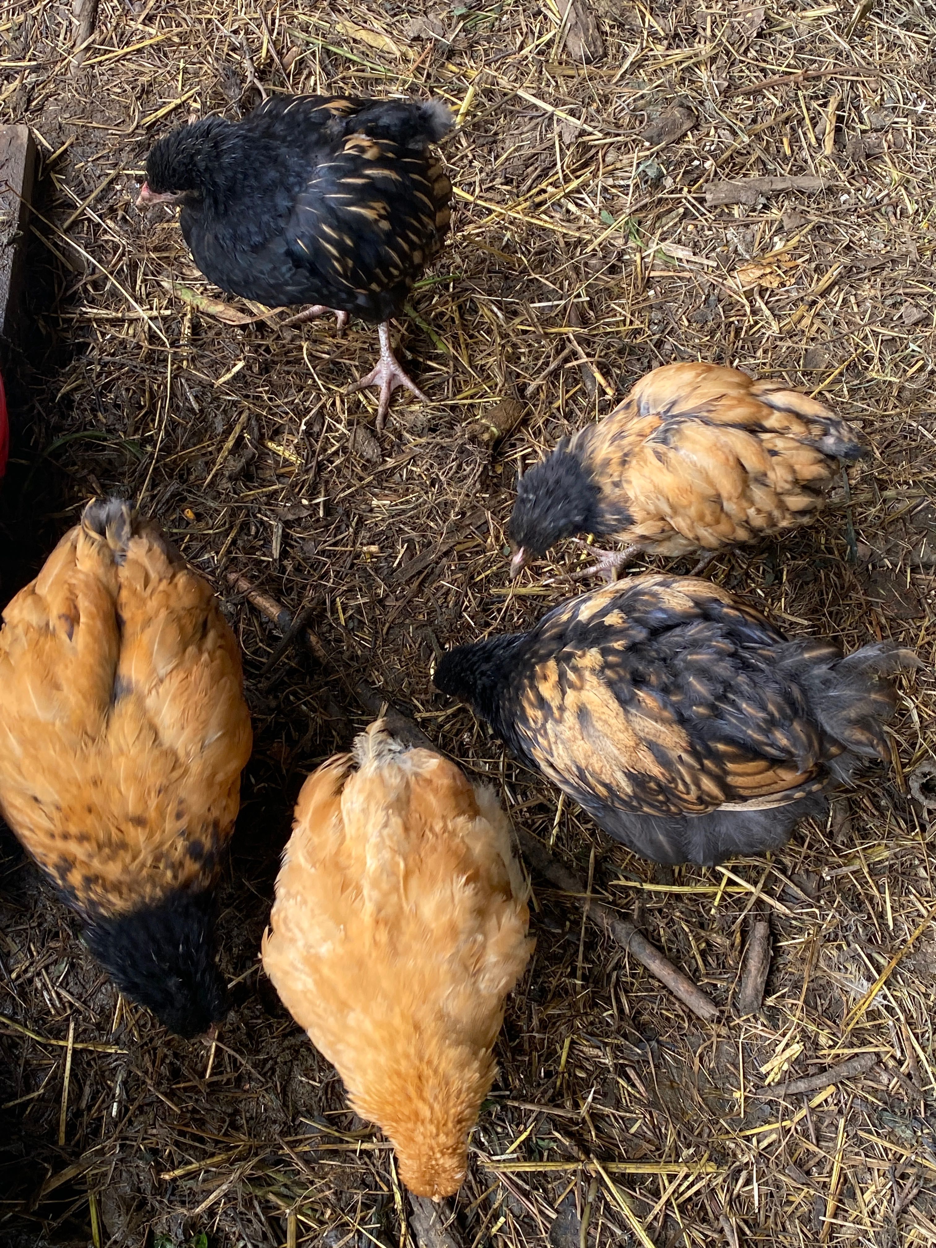 Frangos jovens da raça Cochinchina, dois meses, criados em casa