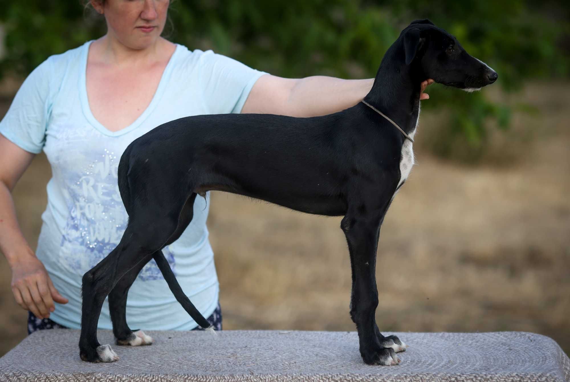 Цуценята Гальго. Galgo Espanol