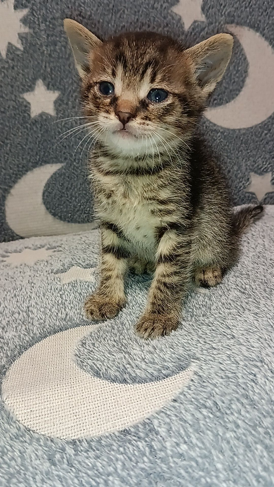 Кошенята в добрі руки