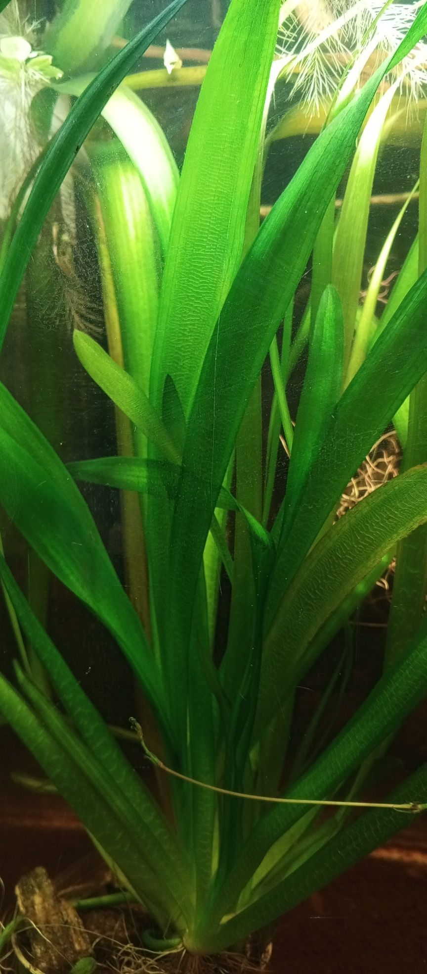 Valisneria gigantea -nurzaniec olbrzymi