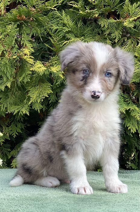 Border Collie ZARIAN do odbioru