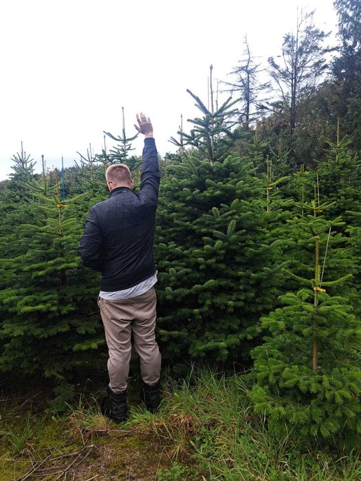 Jodła kaukaska choinki