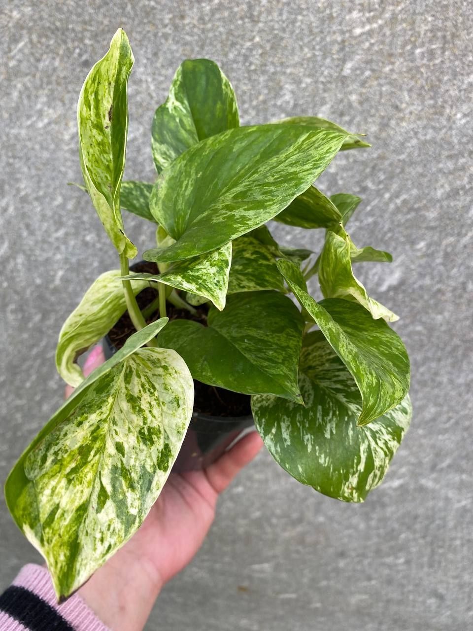 Епіпреміум  Marble  Queen