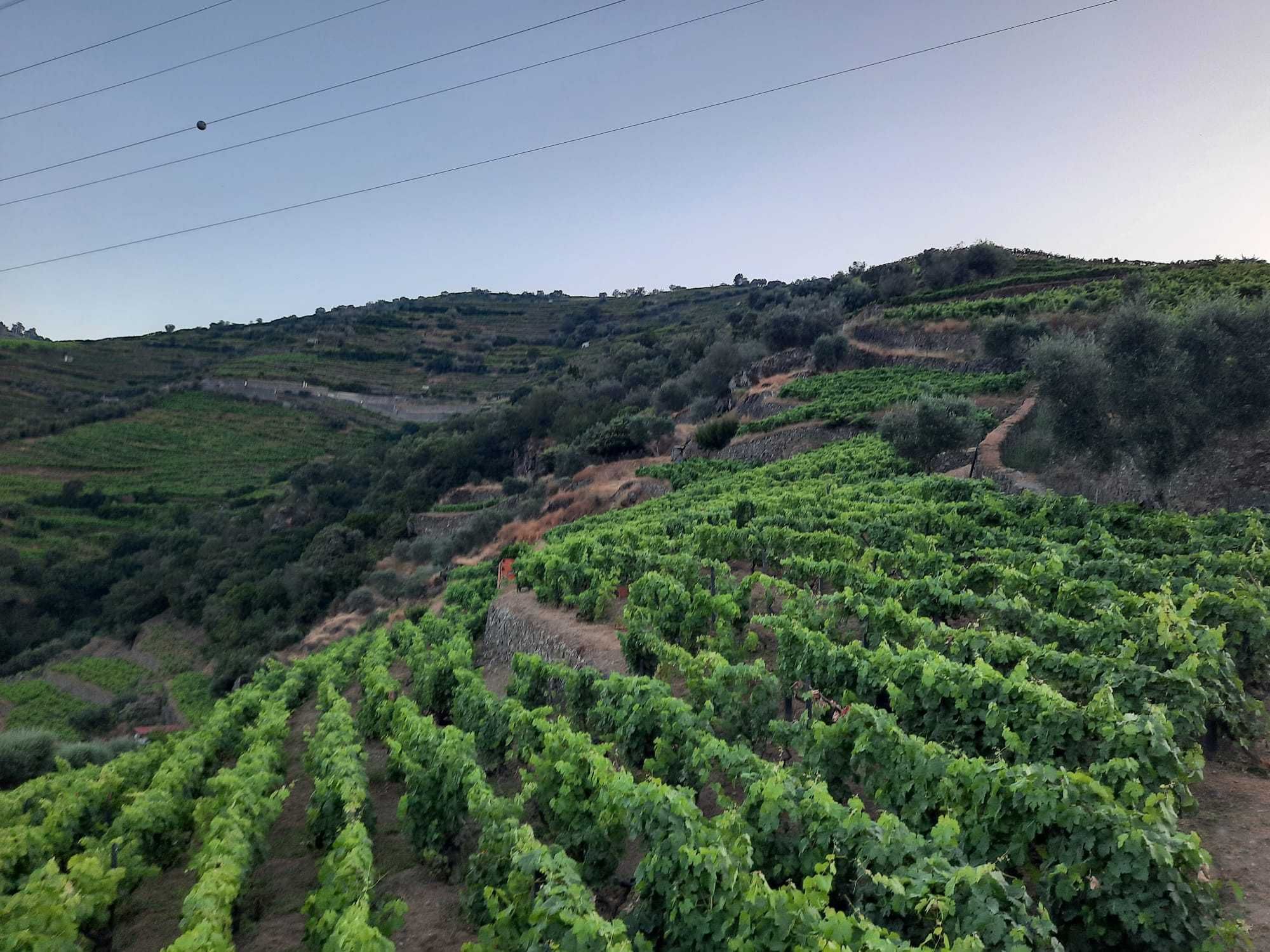 Vinha no Douro (Santa Marta de Penaguião)
