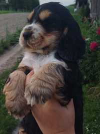 Cocker Spaniel Angielski