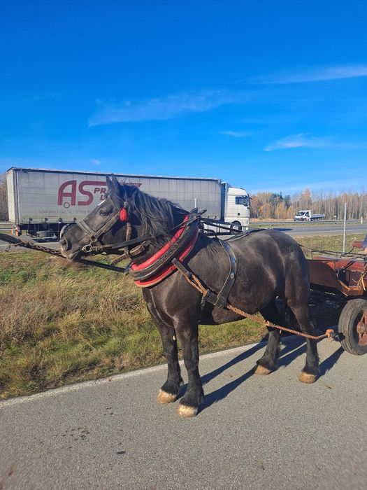 Klacz kara zimnokrwista