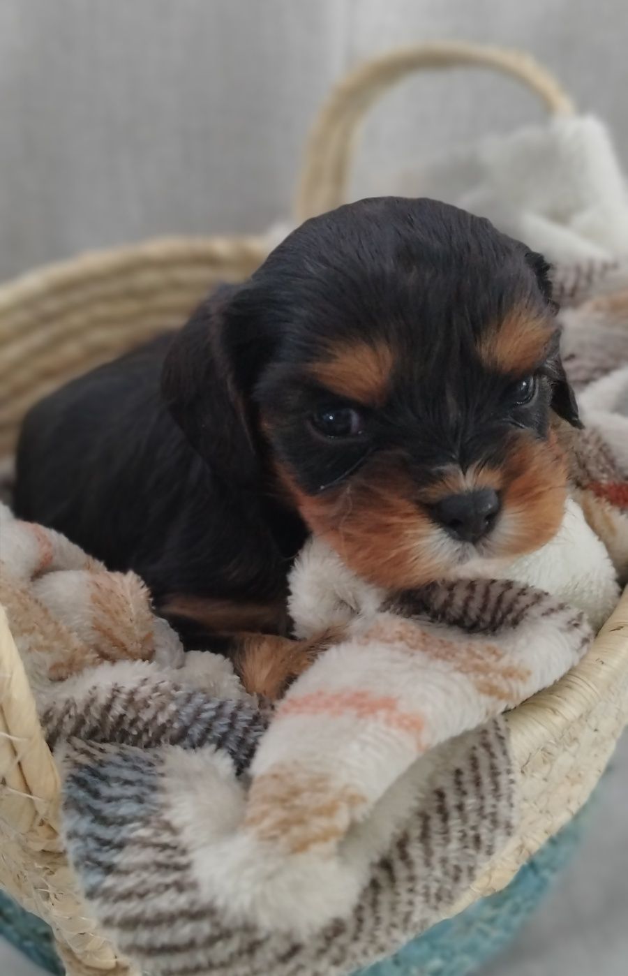 Samiec cavalier king charles spaniel