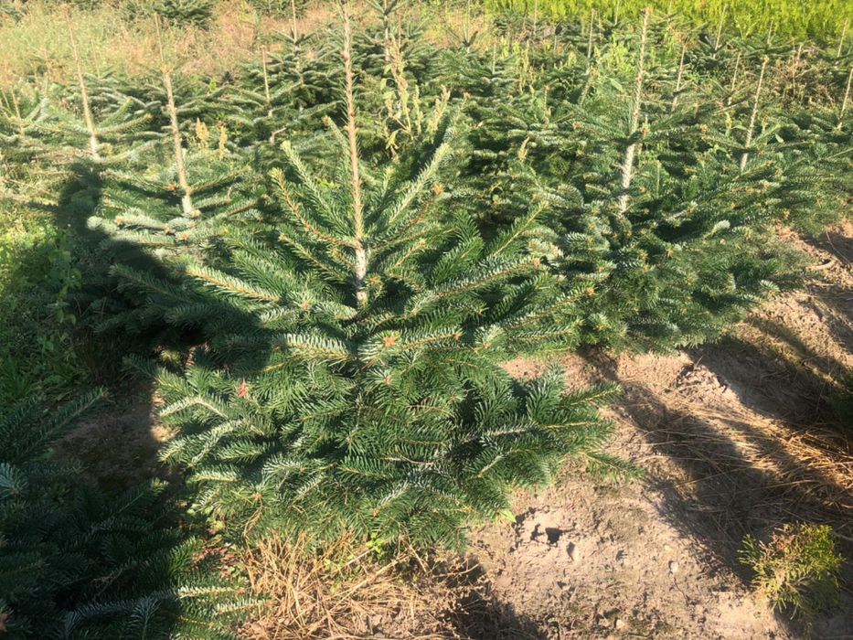 Jodła kaukaska doniczkowa 1/1.5 hurt detal