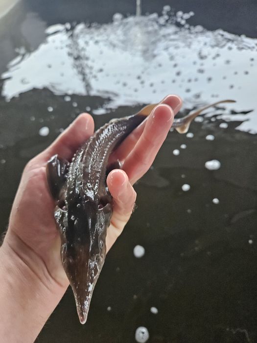 Jesiotr Syberyjski  25 - 35 cm hurt