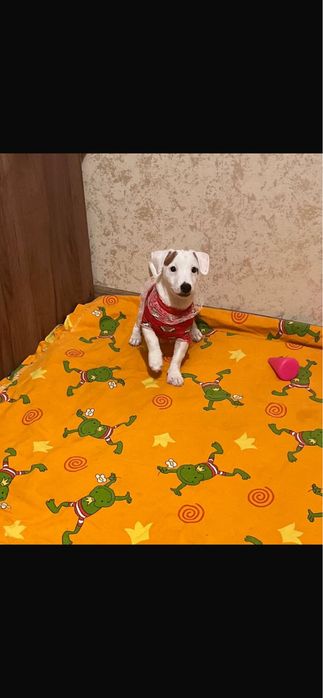 Красивая малышка джек рассел терьер ищет маму