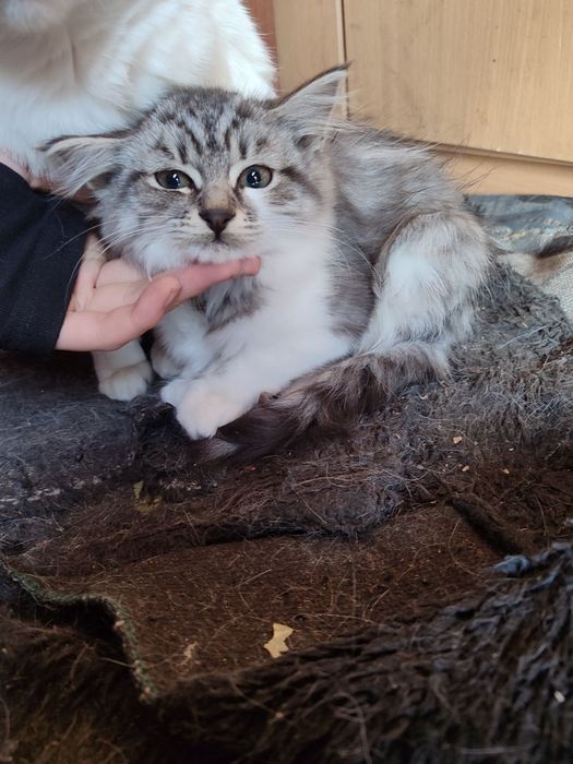 Віддам кошенят в хороші руки