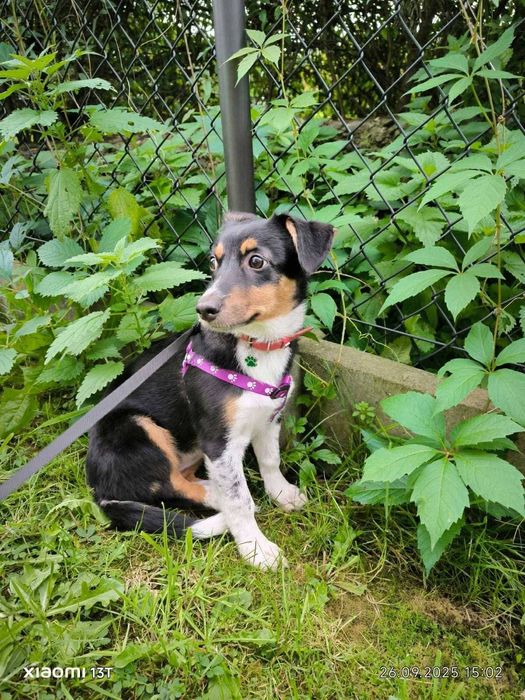 Sunia do Adopcji