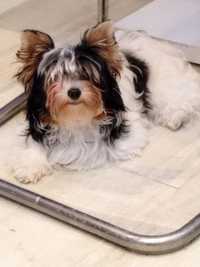 Yorkshire Terrier suczka