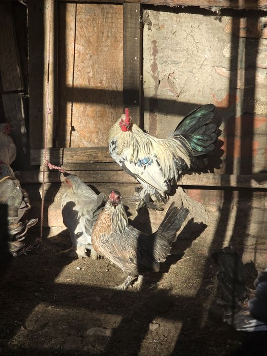 Kury karzełki łapciate