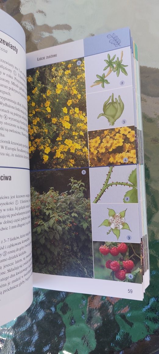Drzewa i krzewy. Przewodnik.