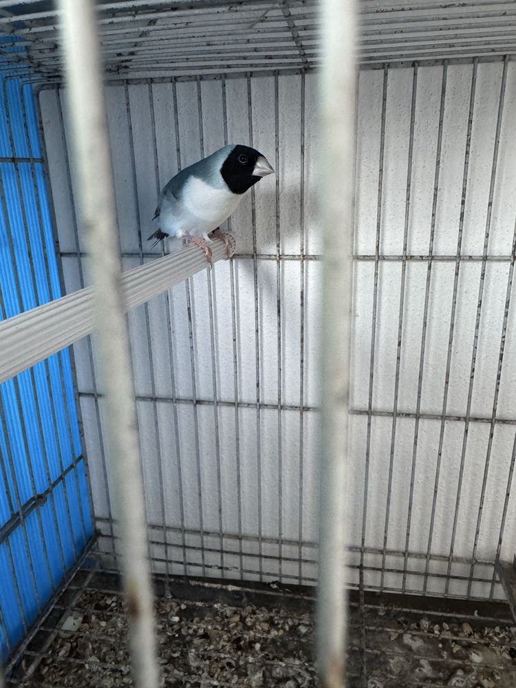 Diamantes de gould 2024