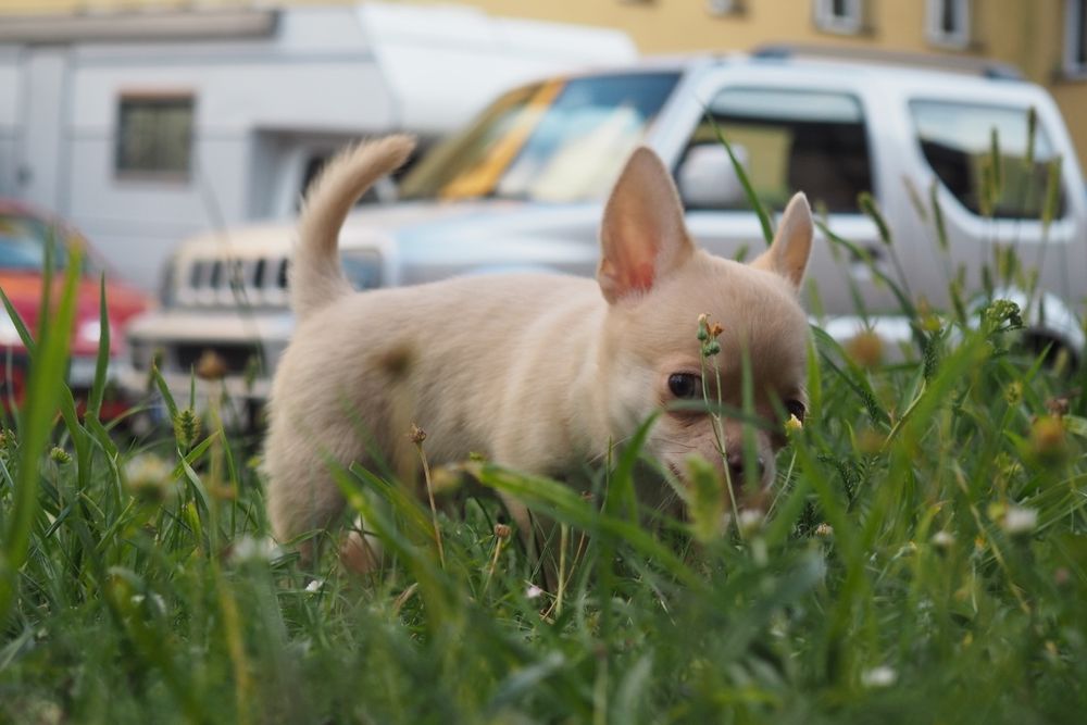 Szczeniak Chihuahua