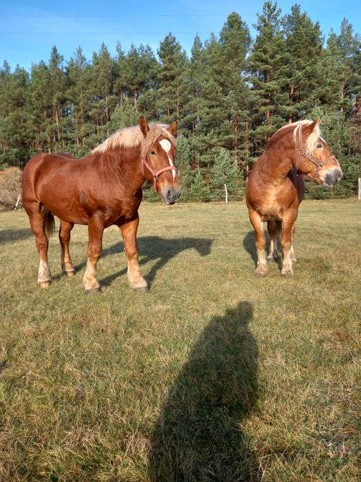 Sprzedam ogiery sztumskie