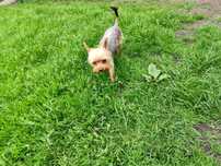 York terrier samiec