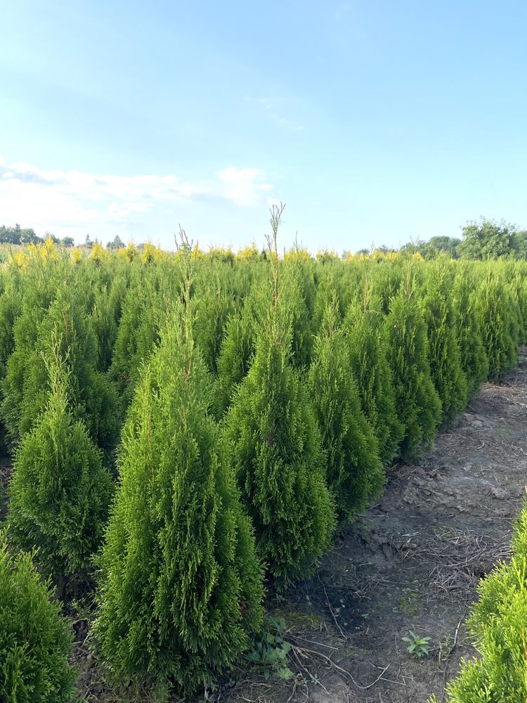 Gęsta Tuja Szmaragd 120cm PRODUKUJEJY DOWOZUMY SADZIMY 110/130