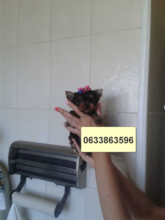 Справжня красунечка йорки Міні Дівчинка з паспортом. Київ.