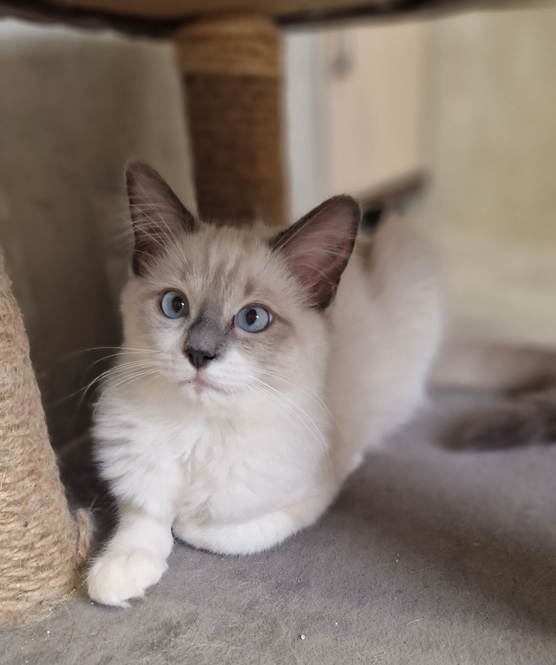 Śliczna kotka ragdoll