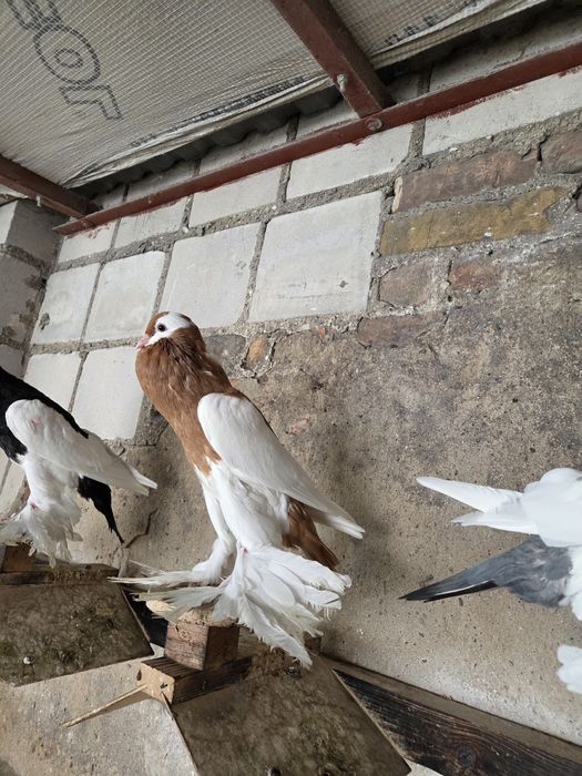 Garłacz Siodłaty Łapciaty (czeski) !!!