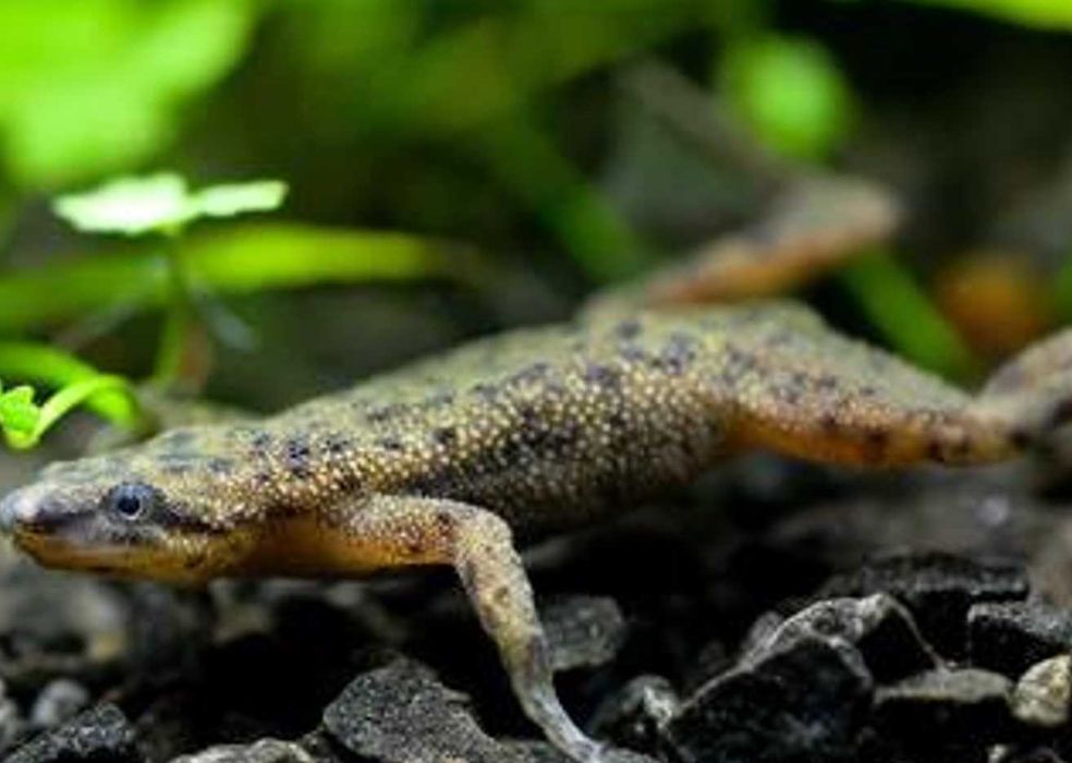 Żaba - Karlik szponiasty - Hymenochirus boettgeri - dowóz, wysyłka