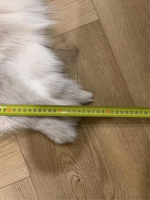 Skóra Renifera z LAPONii roz. XXL