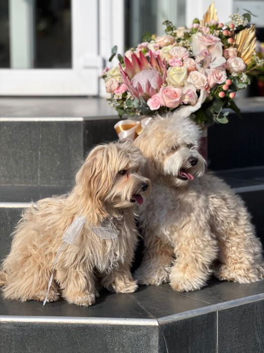 Мальтіпу хлопчик