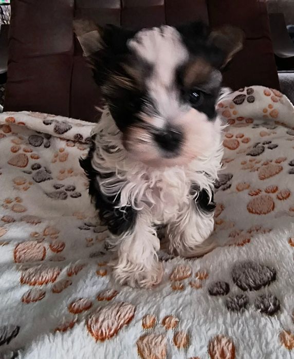 Śliczny malutki piesek Yorkshire Terrier Biewer Tricolor