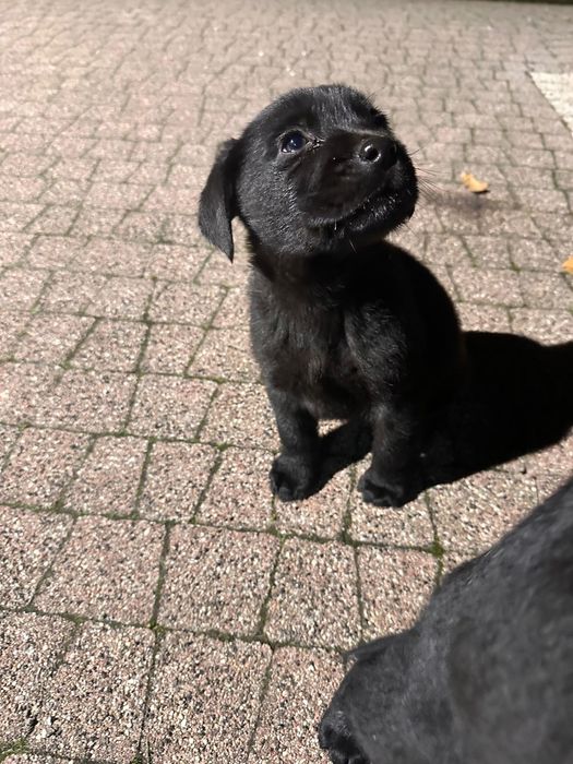 Małe pieski lablador. Ostatnie 2 czarne !