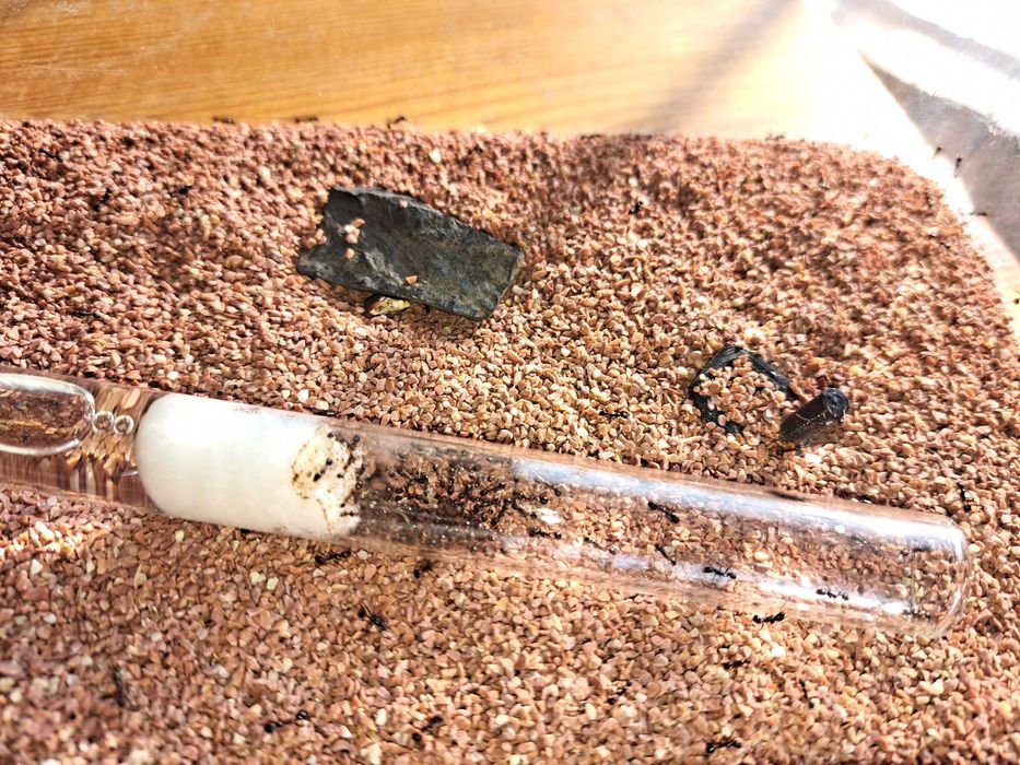 kolonia mrówek Aphaenogaster gibbosa