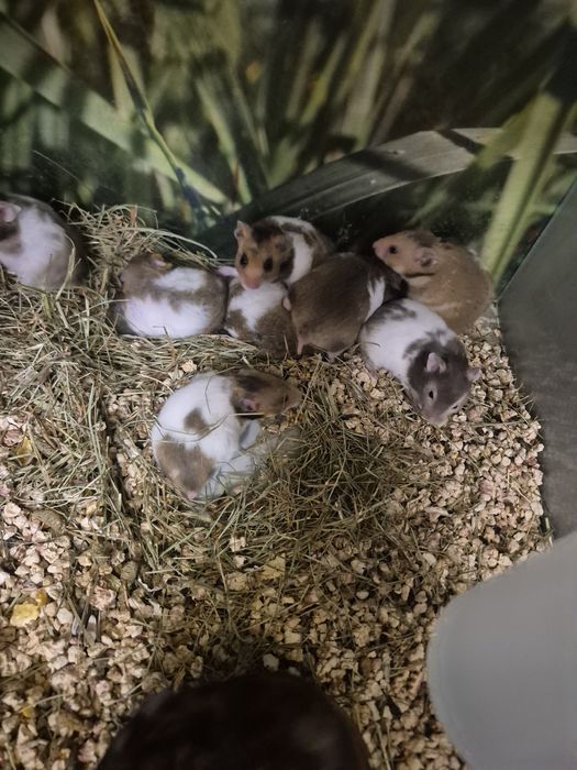 Chomik syryjski  Kraków(Swoszowice)