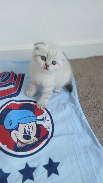 Macho Scottish Fold.