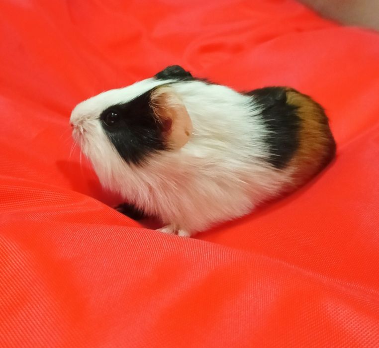 Maleńkie świnki morskie ,mix kolor,Słodkie Maleństwa-Sklep Zoologiczny