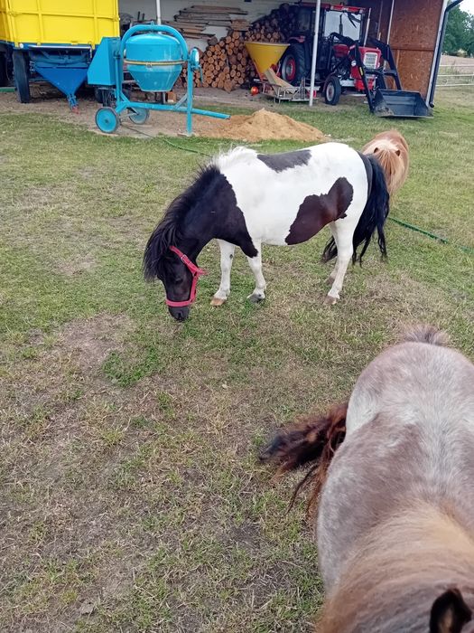 Kozy mleczne kucyk klacz